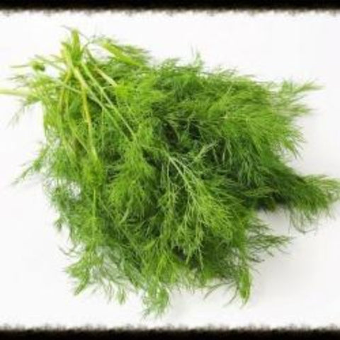 Wild Fernleaf Dill Infused Olive Oil