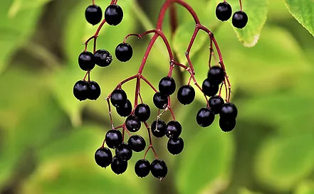 Elderberry Dark Balsamic