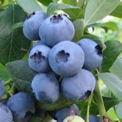 Blueberry Balsamic Vinegar Condimento