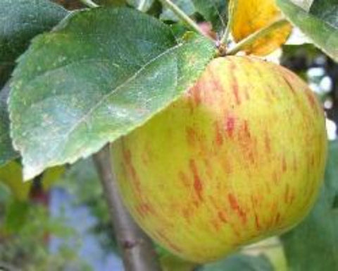 Gravenstein Apple  White Balsamic
