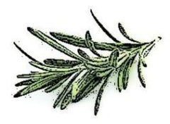 Rosemary Agrumato Olive Oil - fused whole herb